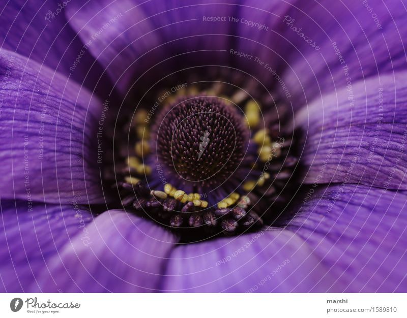 Purple Purple Nature Plant Spring Summer Leaf Blossom Moody Violet Garden Bud Blossom leave Pistil Colour photo Exterior shot Close-up Detail