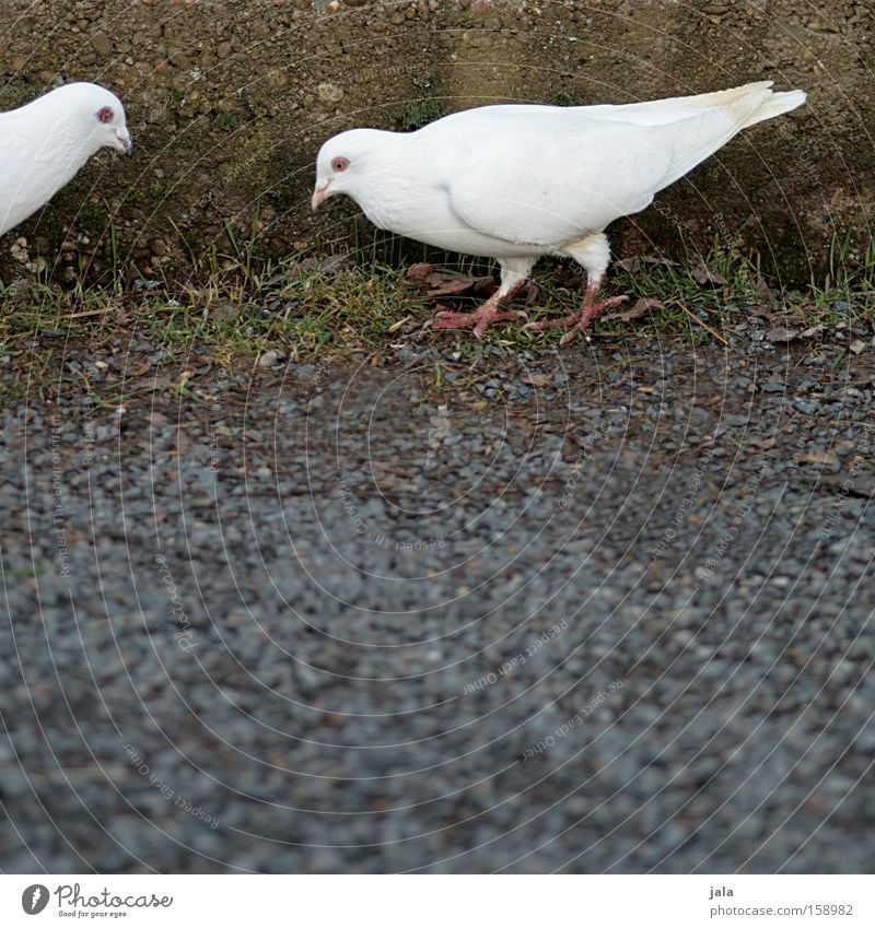 Once upon a time there were two pigeons... Pigeon Bird White Feather Wing Ground Stone Animal Wall (barrier) Traffic infrastructure Peace