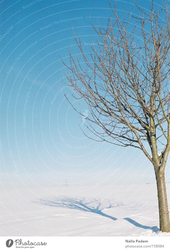 Tree in Winterwonderland Colour photo Exterior shot Deserted Copy Space left Day Shadow Contrast Sunlight Snow Nature Landscape Plant Sky Cloudless sky