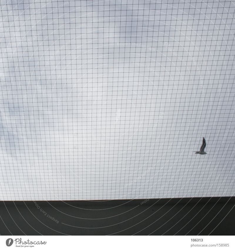 Photo number 113737 Aviation Sky Clouds Bird Flying Blue Black Background picture Foreground Grating Grid fall through the cracks Seagull Gull birds Loneliness