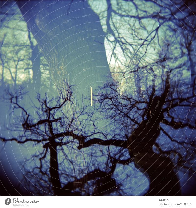 branches Tree Winter Blue Branch Twig Dark Threat Double exposure Holga Medium format Nature Muddled Lomography Tree trunk ramified