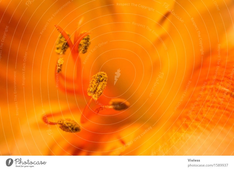 ...burning Plant Flower Blossom Pistil Blossom leave Fragrance Soft Orange Smooth Fragrant Delicate Pastel tone Meditation Macro (Extreme close-up)