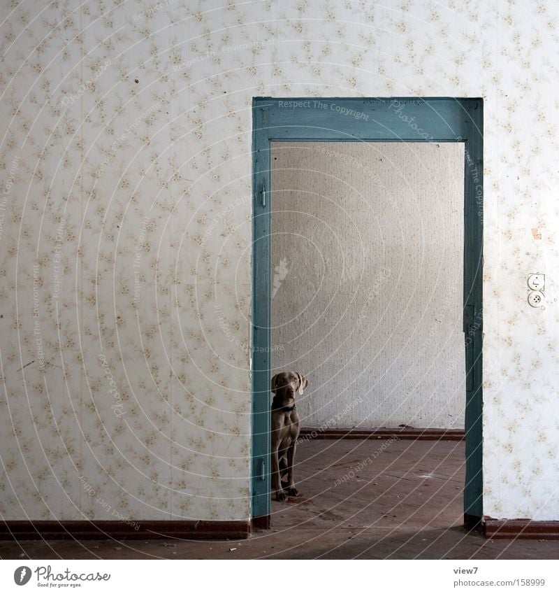 back door Door Room Location Seating Places Dog Weimaraner Wait Pattern Wallpaper Old Forget Floor covering Ground Parquet floor Pelt Detail Decoration Mammal