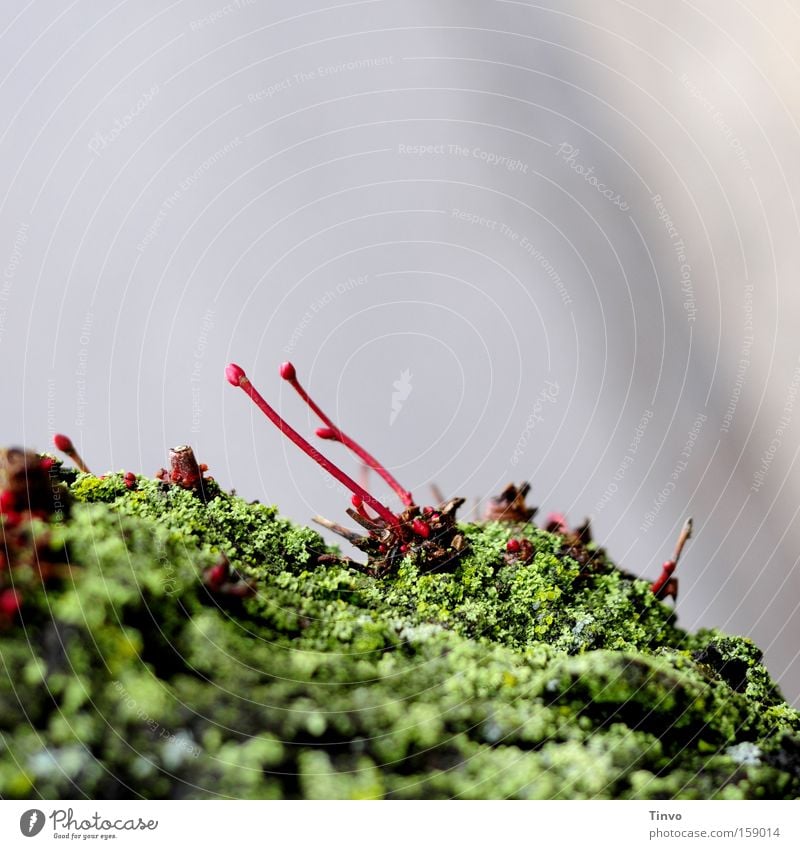 slips Lime tree Wake up Nature Plant Tree Green Feeler Growth Life Close-up Lichen Macro (Extreme close-up) offshoot scion end of winter Bud