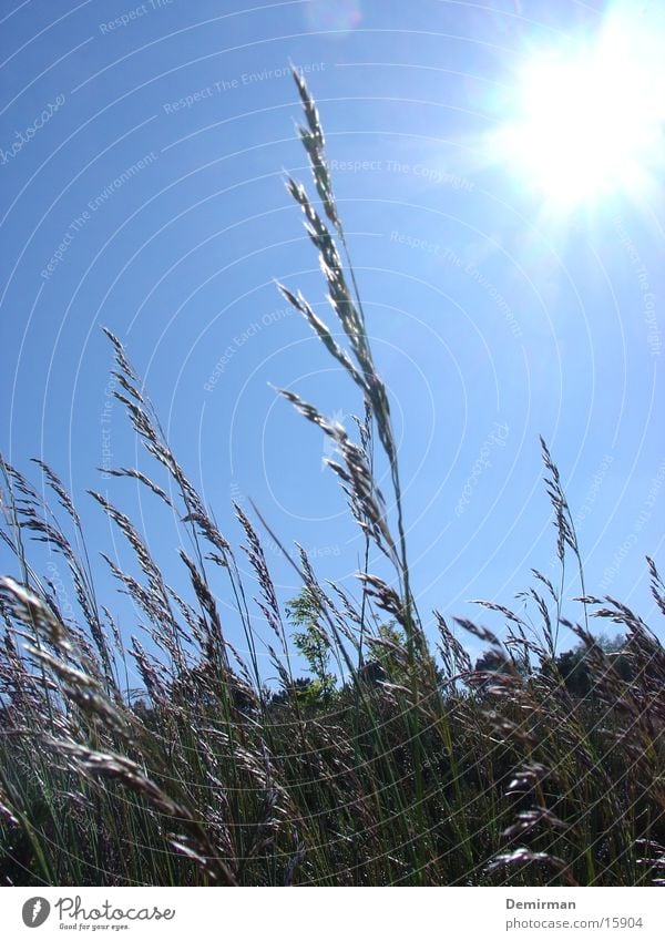 a bed in the cornfield Grass Field Summer Spring Sun Sky Blue Weather