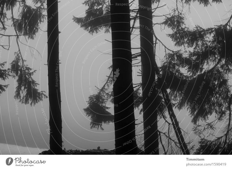 Black Forest. Nature Landscape Winter Fog Snow Tree Dark Natural Gray Spruce Black & white photo Evening Exterior shot Deserted Contrast Silhouette