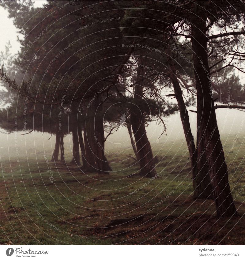 pine path Autumn Tree Nature Pine Landscape Longing Analog Far-off places Lanes & trails Meadow Fog Retro Empty Beautiful Root Home country Transience