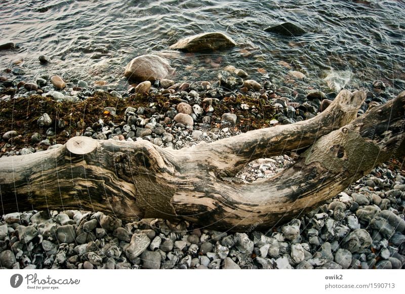 piece of wood Environment Nature Water Climate Beautiful weather Tree trunk Coast Beach Baltic Sea Stone Lie To dry up Old Transience Colour photo Exterior shot