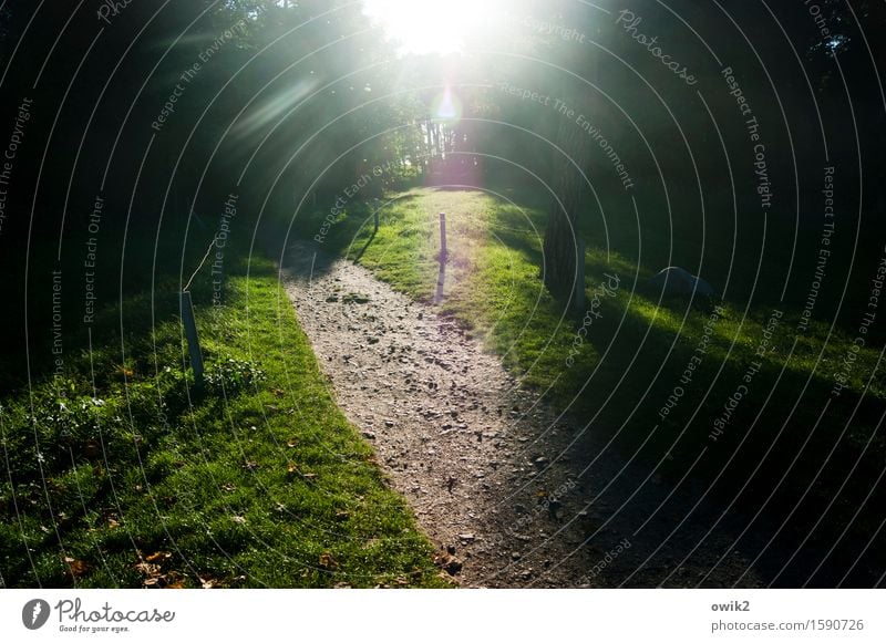 light appearance Environment Nature Landscape Plant Tree Grass Lanes & trails Illuminate Green Idyll Colour photo Exterior shot Deserted Copy Space left