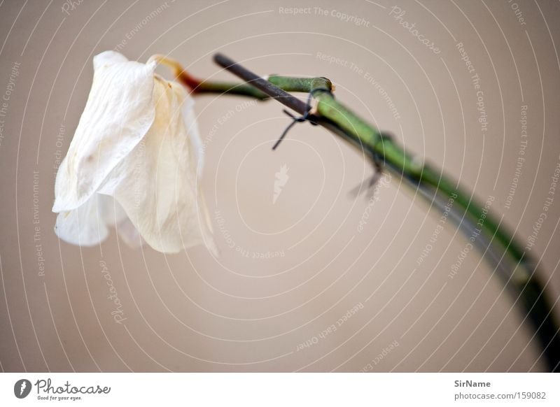 68 [on dying branch] Beautiful Decoration Flower Orchid Blossom Esthetic White Death Transience Stalk Ornamental plant Houseplant Still Life mauve Close-up