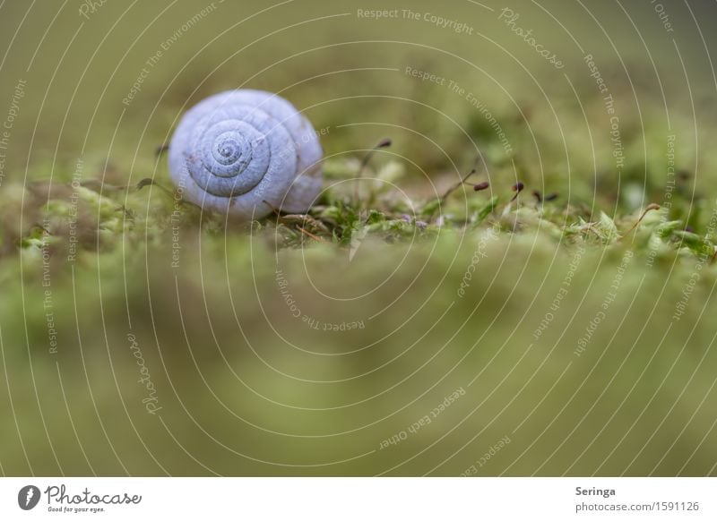 Villa in the green Nature Plant Animal Spring Grass Bushes Moss Garden Park Meadow Field Forest Wild animal Snail 1 Glittering Snail shell Colour photo