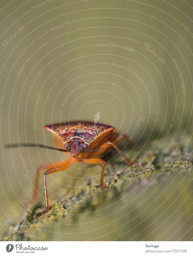 On the wall, on the lurking...... Plant Animal Tree Bushes Moss Garden Park Meadow Forest Wild animal Beetle 1 Stone Crawl Bug Insect Macro (Extreme close-up)