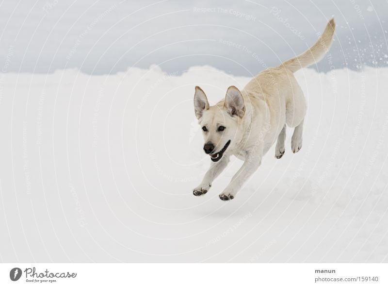 my happy dog :-)) Joy Happy Winter Snow Nature Dog Pet 1 Animal Movement Running Jump Brash Happiness Bright Funny Natural Beautiful Joie de vivre (Vitality)