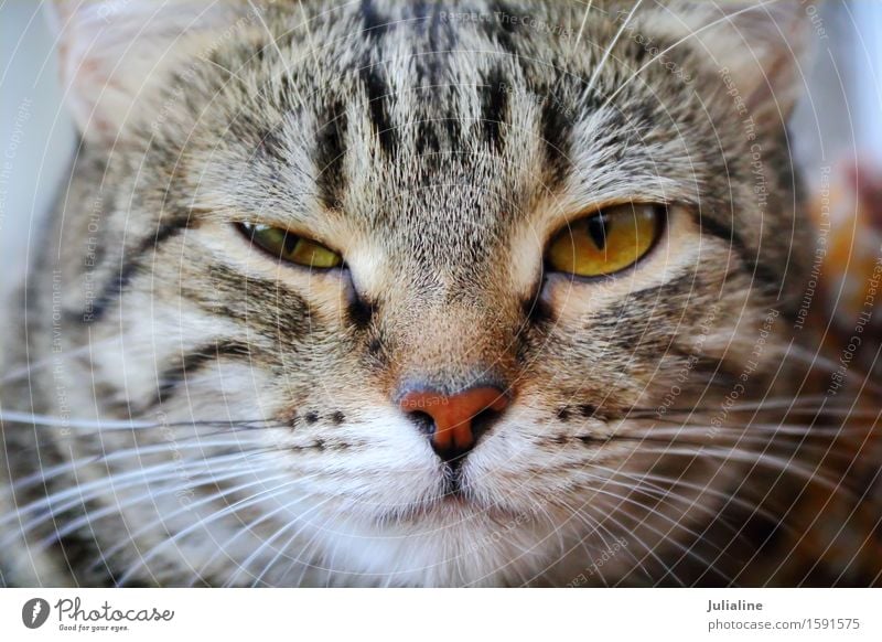 Cat portrait with yellow eyes Face Animal Moustache Pet 1 Stripe Near Yellow squint Mammal whiskers sideburns close Colour photo