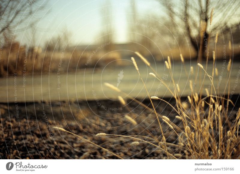 grasstime Grass Winter Field Nature Moody Film Analog Slide Concrete Structures and shapes Fairy tale Simple Fallow land Seasons Colour 35mm