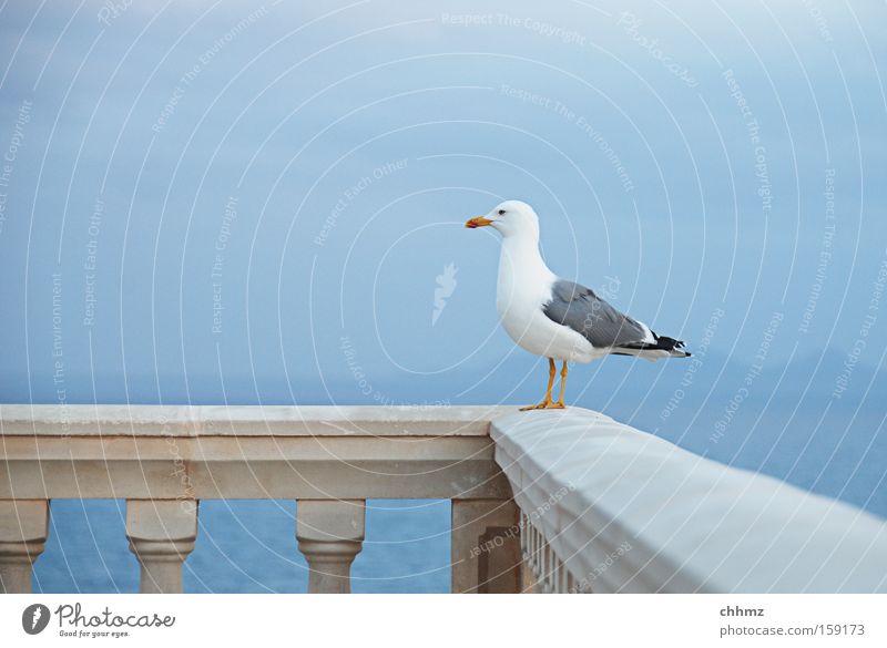 Good prospects Seagull Bird Ocean Coast Far-off places Handrail Bridge railing Vantage point Horizon Lake Island Sky