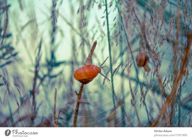 snail Nature Animal Sunrise Sunset Spring Grass Wild plant Field Wild animal Snail Insect Small Brown Green Love of animals Experience Ulrike Adam