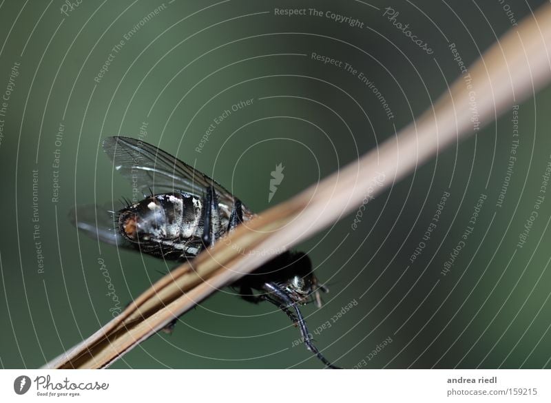 The "Puck" shortly before the start Nature Insect Fly Wing Macro (Extreme close-up) Green Dazzling Compound eye Summer Buzz Blade of grass Close-up