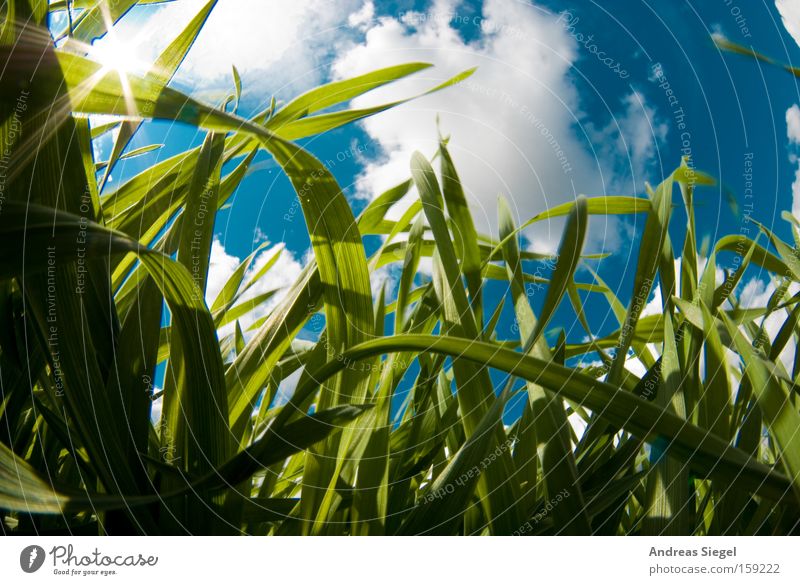 Spring!!!!! Fisheye Sun Sky Clouds Meadow Grass Blue White Worm's-eye view Blade of grass Summer beetle view