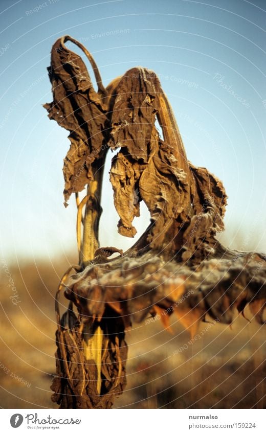 Moment of silence Calm Sunflower Flower Autumn Faded Decline Hang Grain Decompose Gold Nature Authentic Colour Snapshot Limp