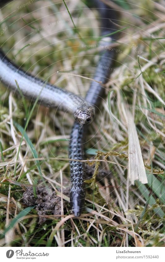 snake Animal Wild animal Snake Scales 1 To feed Simple Blue Gray Senses Subdued colour Exterior shot Twilight Front view Looking into the camera