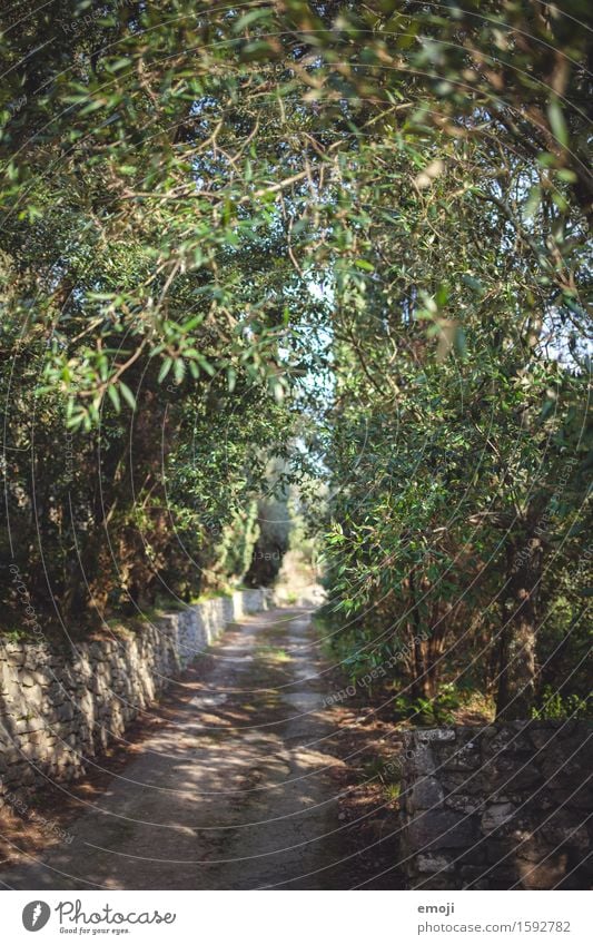 summer Environment Nature Landscape Summer Beautiful weather Forest Natural Green Lanes & trails Colour photo Exterior shot Deserted Day Sunlight Sunbeam