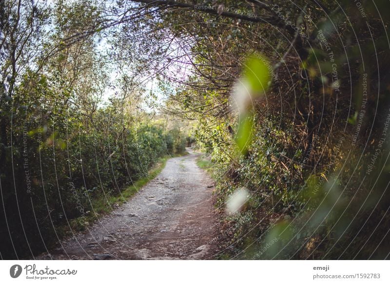 path Environment Nature Landscape Summer Beautiful weather Bushes Forest Natural Green Lanes & trails Footpath Colour photo Exterior shot Deserted Day