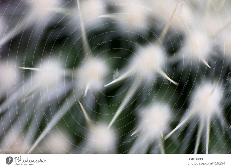 white porcupine Cactus Thorn White Green Macro (Extreme close-up) Retro Star (Symbol) Point Thorny Close-up Desert no pig