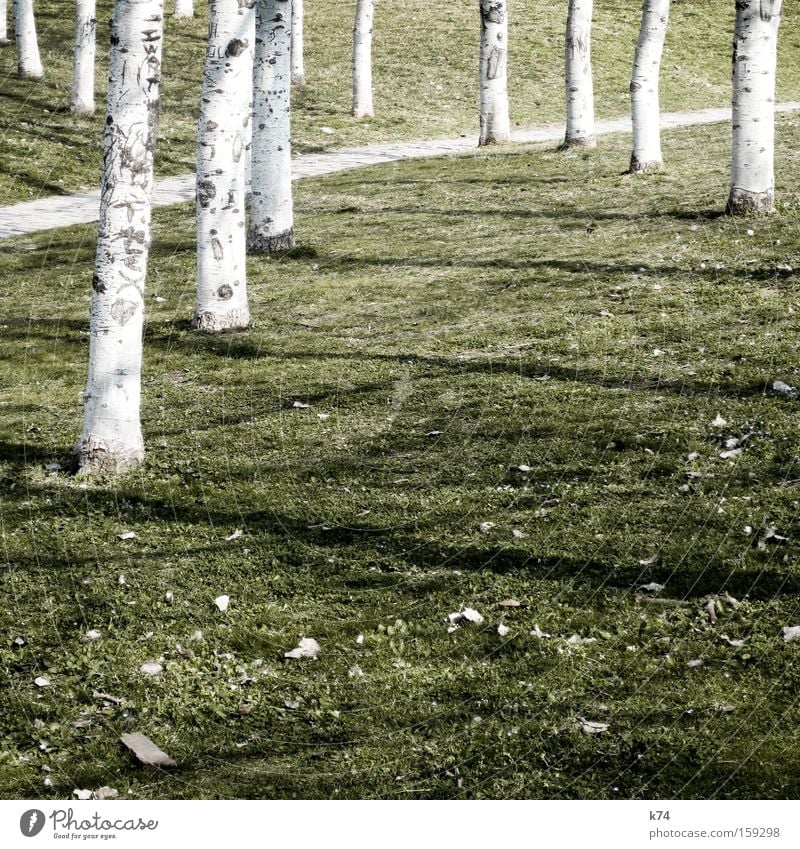 birches Birch tree Tree Lawn Meadow Lanes & trails White Green Shadow Beautiful