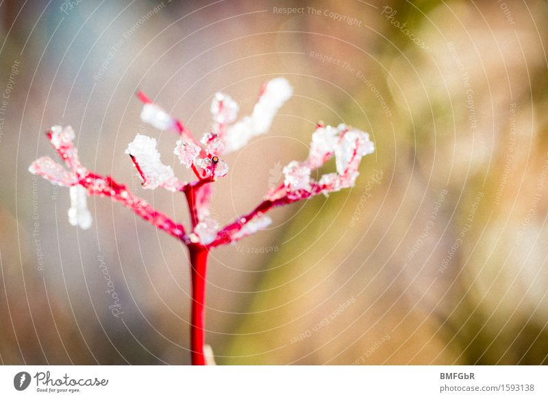 Frosty beauties Nature Plant Winter Ice Bushes Twigs and branches Garden Park Forest Esthetic Authentic Cold Wet Red Red dogwood Cornus sanguinea Red leg wood