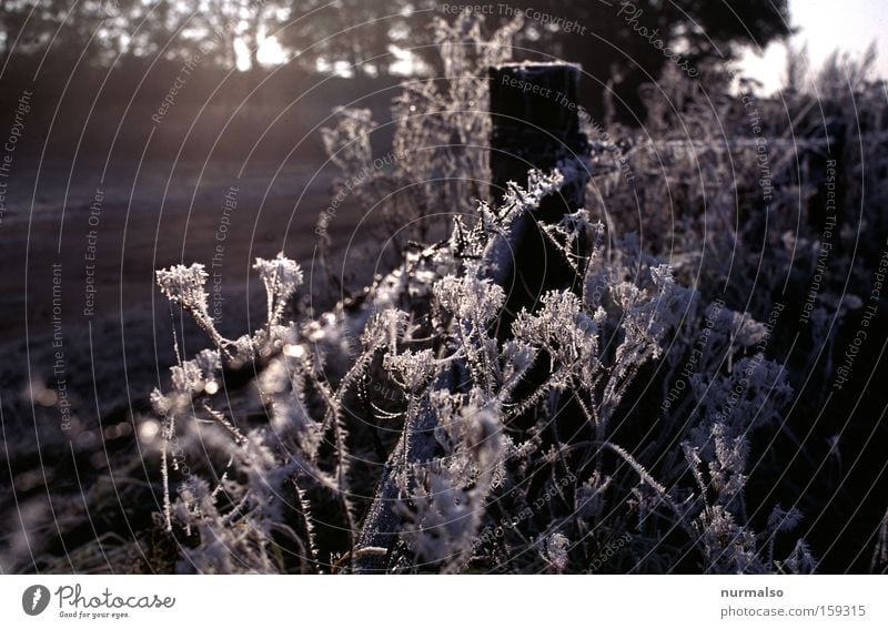 then one more thing Dew Frost Winter Cold Morning Fence Wire netting Field Mecklenburg-Western Pomerania Nature Simple Plant Decline Seasons Europe morbid Snow