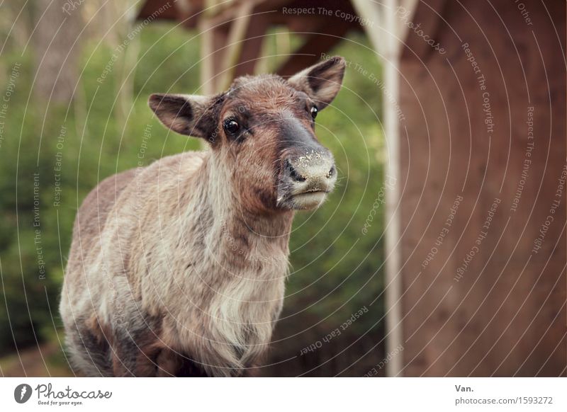 Ren(n), animal! Nature Animal Spring Tree Bushes Forest Hut shelter Wild animal Animal face Pelt Reindeer 1 Curiosity Brown Green Colour photo Multicoloured