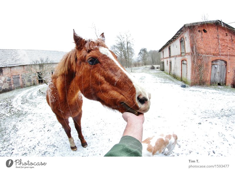 Good boy Animal Horse 1 Contentment Winter Farm Dog Hand Colour photo Exterior shot Day