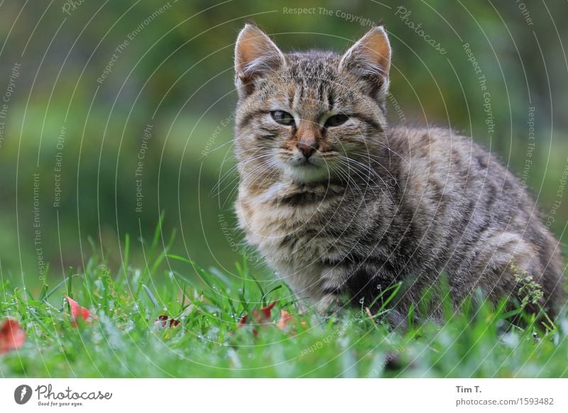 cat Animal Cat 1 Beautiful Emotions Spring fever Calm Freedom Farm Colour photo Exterior shot Deserted Copy Space left Day Animal portrait