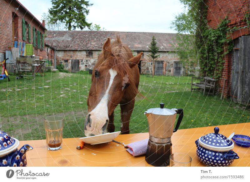 month Animal Farm animal Horse 1 Joy Coffee Breakfast Colour photo Exterior shot Deserted Morning Day