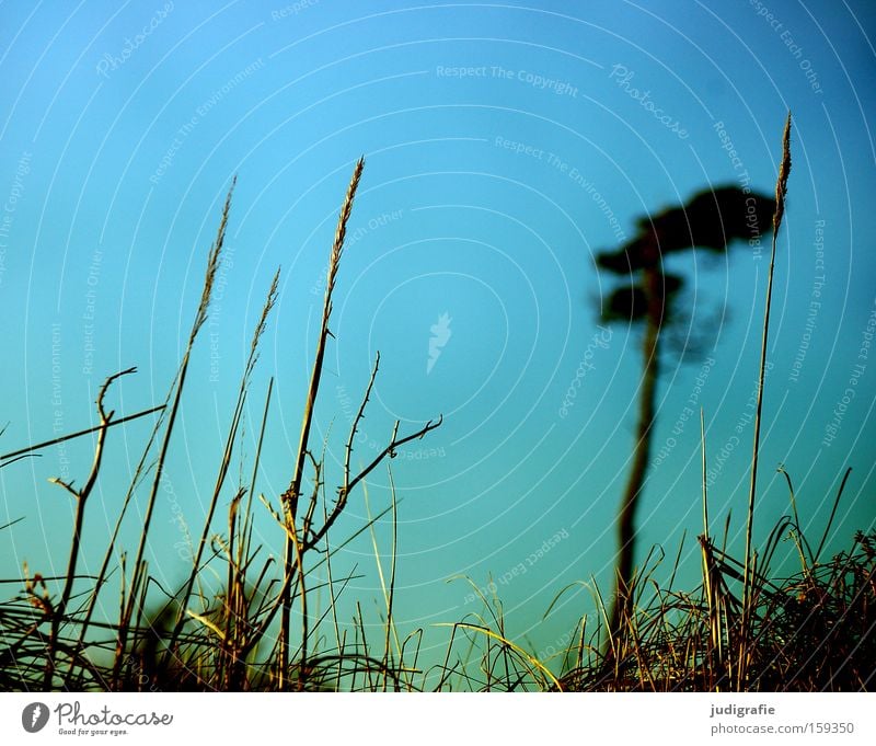 western beach Western Beach Coast Tree Pine Grass Wind cripple Darss Sky Nature Baltic Sea Colour