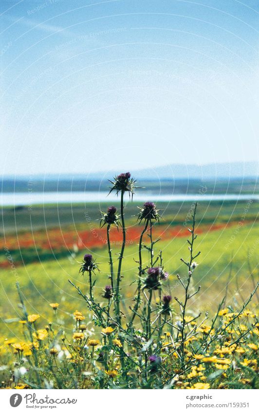 thistle Flower meadow Summer prickly pear Nature Plant Meadow flower Spring