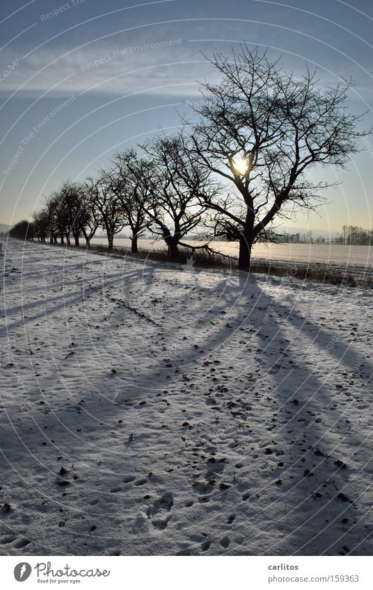 déjà vu Beaded Arrangement Tree Winter Whimsical Silhouette Back-light Far-off places Winter walk typically German Snow Peace and relaxation Peace and Freedom