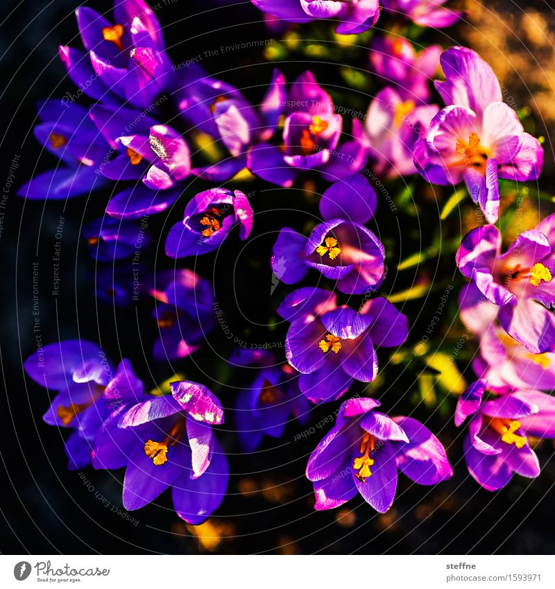 exploding colors Nature Plant Sunlight Spring Beautiful weather Flower Violet Crocus Spring flowering plant Garden Contrast Bird's-eye view Colour photo