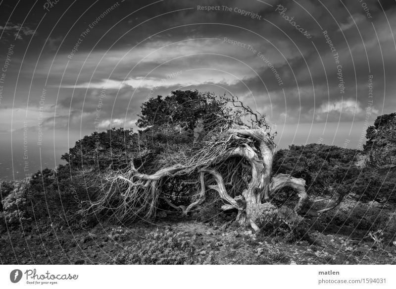 resistance Nature Landscape Plant Air Water Sky Clouds Horizon Weather Tree Grass Meadow Ocean Deserted Old Fight Black White Juniper Resist Black & white photo