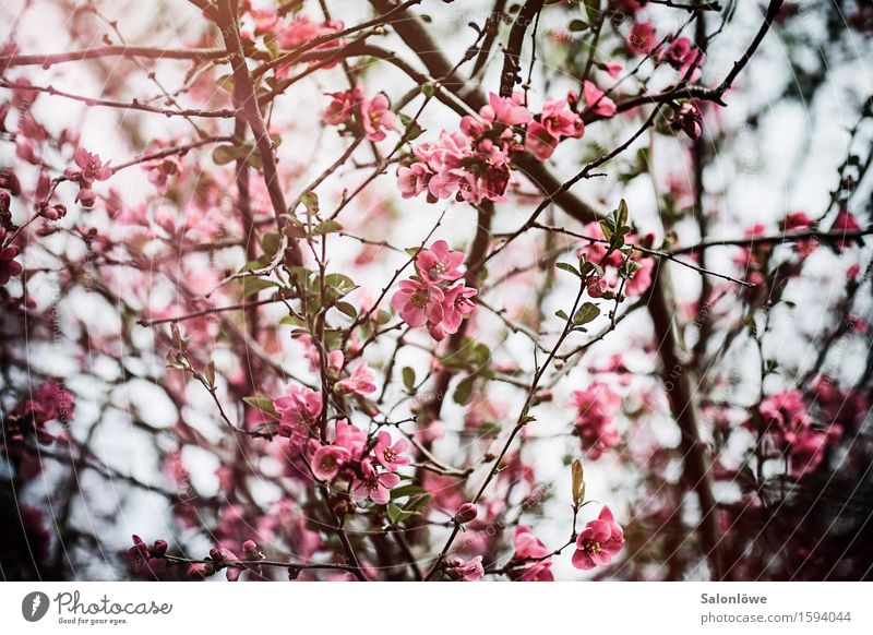 flower magic Nature Plant Sunlight Spring Beautiful weather Bushes Leaf Blossom Garden Park Natural Warmth Pink Fragrance Contentment Flower Colour photo