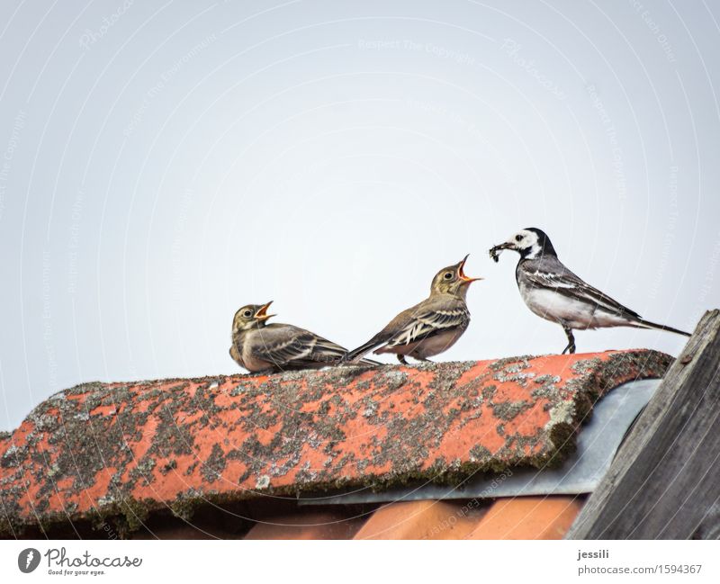 Feeding II Bird 3 Animal Animal family Select Growth Brash Anticipation Sympathy Responsibility Watchfulness Conscientiously Caution Serene Interest Jealousy