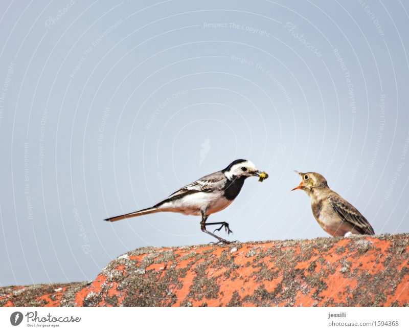 feeding Environment Nature Animal Sky Spring Roof Bird 2 Animal family Stone Feeding Crouch Communicate Growth Wait Anticipation Optimism Willpower Safety