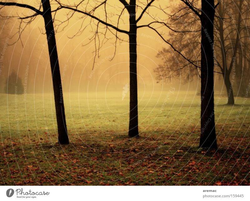 trees in the fog Fog Light Moody Nature Tree Landscape Morning Colour Grass Autumn Park