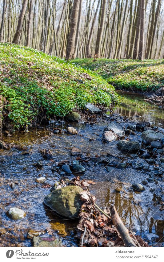 ghost forest Nature Landscape Plant Water Spring Forest Brook Joy Contentment Caution Serene Patient Calm Colour photo Multicoloured Deserted Day