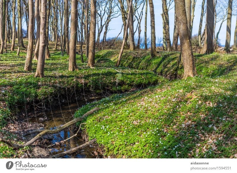 Ghost forest in spring Landscape Spring Beautiful weather Forest Brook Contentment Joie de vivre (Vitality) Spring fever Attentive Caution Serene Calm Nienhagen