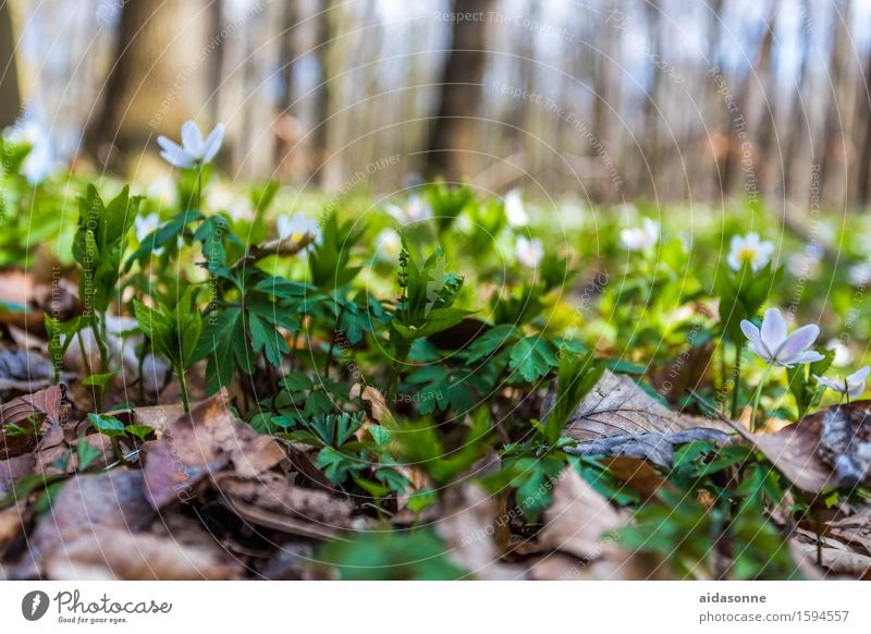 march cup Plant Spring Beautiful weather Flower Forest Contentment Attentive Caution Serene Calm Spring snowflake Beech wood Nienhagen Ghost forest Colour photo