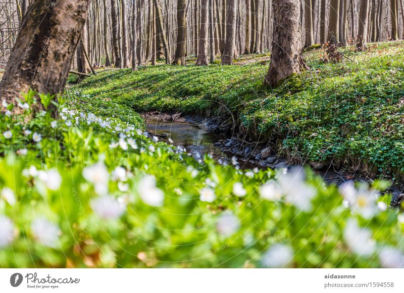 ghost forest Nature Landscape Plant Animal Spring Beautiful weather Flower Wild plant Forest Joie de vivre (Vitality) Spring fever Attentive Caution Patient