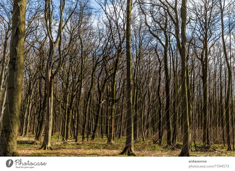 ghost forest Landscape Spring Beautiful weather Forest Contentment Spring fever Attentive Caution Serene Calm Ghost forest Nienhagen Colour photo Exterior shot