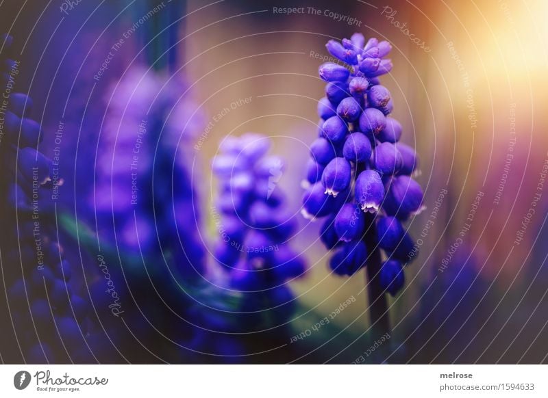 Grapey II Elegant Style Nature Earth Sun Spring Beautiful weather Plant Flower Blossom Muscari Bulb flowers asparaguses Berries Flowering plant Garden Blur